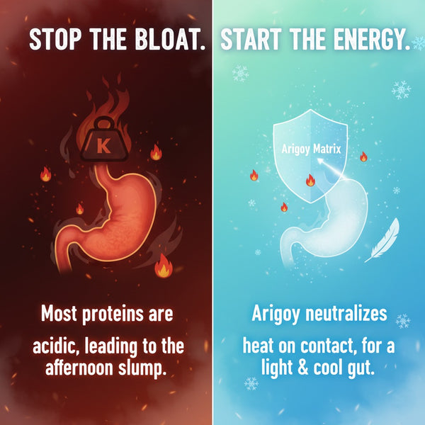 All-In-One Daily Nutrition - Vegan Protein Enriched with Makhana & Vitamin D3 | Hazelnut Chocolate Flavor